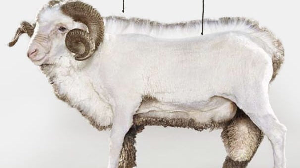 The Truth About Merino Wool Sports Bras: Warmth, Durability, and Care